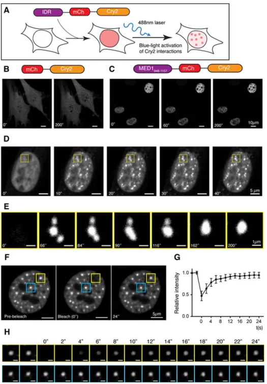 Fig. 5. The IDR of MED1 participates in phase separation in cells