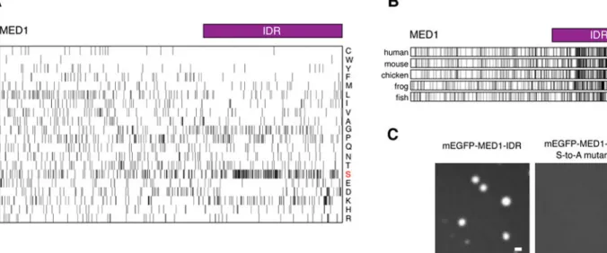 Fig. 6: Conserved serine bias is necessary for MED1-IDR phase separation