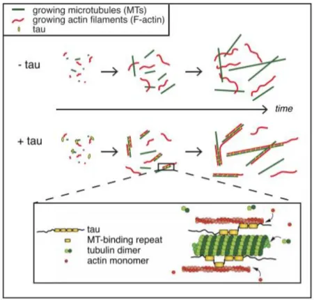 Figure  9 :  Modèle  de  coordination  des  microtubules  et  du  cytosquelette  par  la  protéine  tau