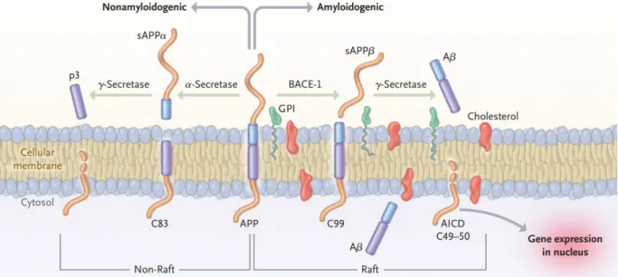 Figure  11 :  Modèle  de   protéolyse  du  précurseur  du  peptide   amyloïde  (APP).   Voie   non - -amyloïdogène  vers   la  gauche  et  amyloïd ogène  vers  la  droite