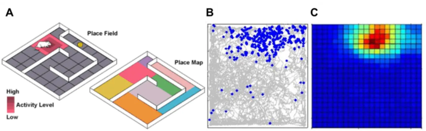 Figure  18 :  (A)   Schéma  de  l’activation  d’une  cellule  de  lieu  d’un  rat  en  mouvement  dans  un  labyrinthe  et  analogie  ave c  une  carte  rep résentant  l es  champs  de  lieu   de  diff érentes  ce llules  de  lieu