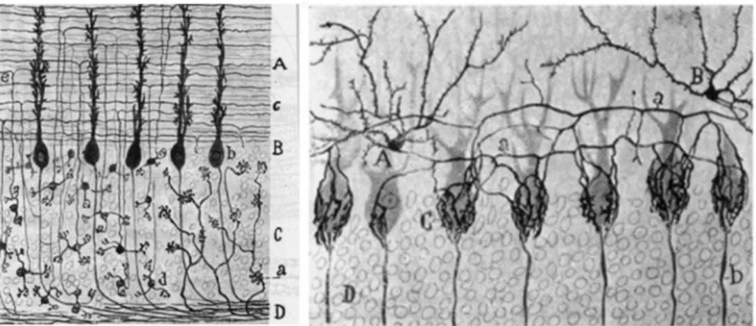 Figure  19 :  Dessins  origi naux  de  coupe  de  cervelet  des  premiers   travaux  d e  Santiago  Ra món  y  Cajal (1988)