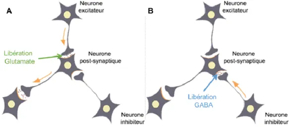 Figure  21 :  Modèles  d’un  réseau  neuronal  simpli fié  en  fonction  de  l’activation  d’un  neurone  excitateur (A) ou inhibiteur (B)  