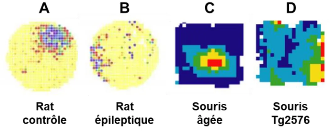 Figure 28  : Champs de lieu dans un open field d’un rat contrôle  (A) et d’un rat modèle d’épilepsie  (injection  IPlithium/pi locarpine)  (B)  d’après  (Liu  et  al.,  2003),  et  d’une  souris  âgée  (C)  et  d’une  souris Tg2576 modèle de la MA (D) d’ap