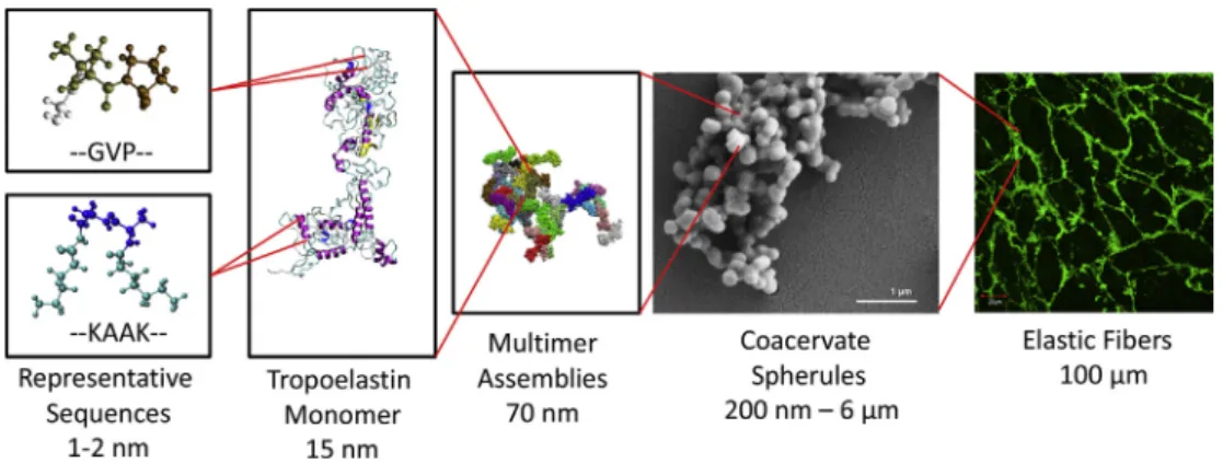 Fig. 1. Overview of the hierarchical struc- struc-ture of elastic ﬁbers. Tropoelastin is composed of alternating GVP-rich  hydro-phobic domains and hydrophilic  K-contain-ing cross-linkK-contain-ing domains