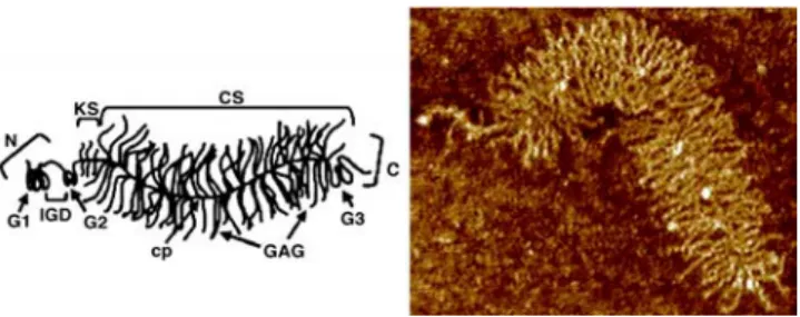 FIGURE 1 Schematic (left) and AFM image (right) of a single aggrecan molecule, illustrating the core protein main chain and the grafted GAG side chains (cp, core protein; CS, chondroitin sulfate; KS, keratan sulfate; N, N-terminal domain; C, carboxy-termin
