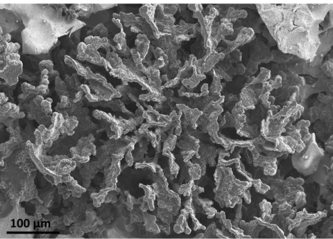 Figure 1 – SEM view a CG cell after deep etching of the material to remove the matrix (courtesy of W