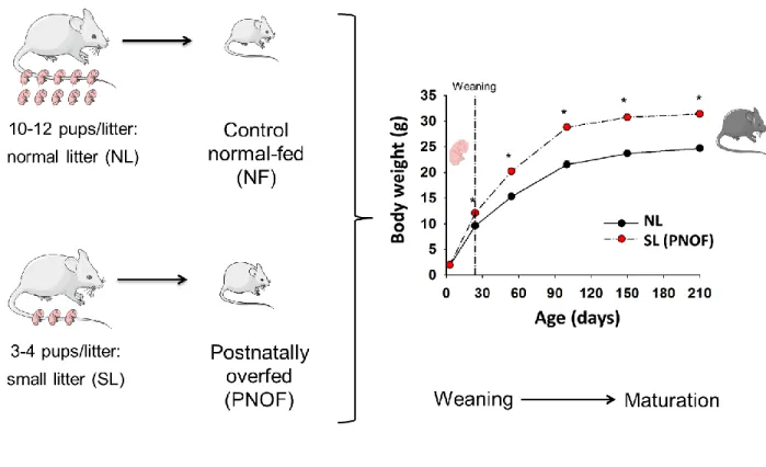 Figure 5 : Schéma représentant le modèle de SAPN par réduction de la taille des portées chez les  rongeurs (rats et souris) et ses conséquences sur le poids corporel