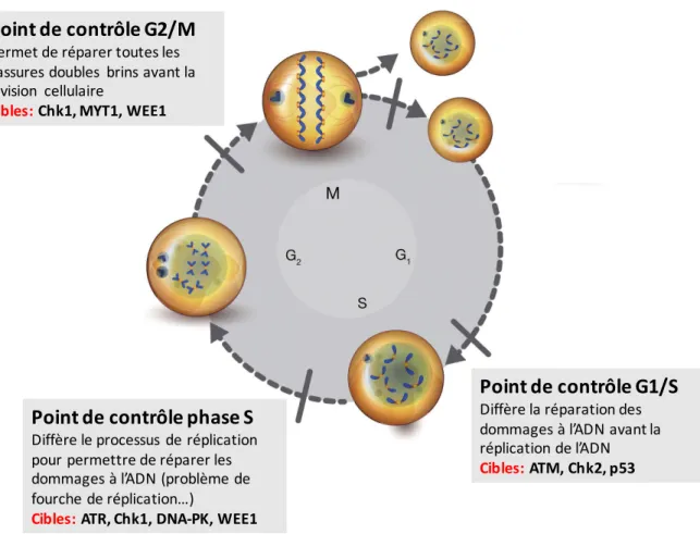 Figure 14. Cibles et rôles des points de contrôle du cycle cellulaire en réaction  à des dommages à l’ADN