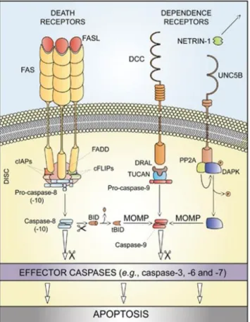 Figure 1 : Représentation simplifiée de l’apoptose extrinsèque. Activée par les récepteurs de la  famille  du  TNF  elle  conduit  au  clivage  de  la  caspase-8  puis  des  caspases  effectrices  avec  perméabilisation de la membrane mitochondriale pour l