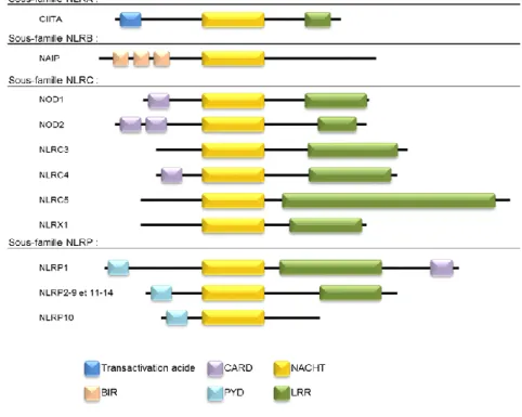 Figure 5 : Représentation schématique simplifiée des différents membres de la famille des  NLRs et de leurs sous domaines (d’après Kersse, 2011)