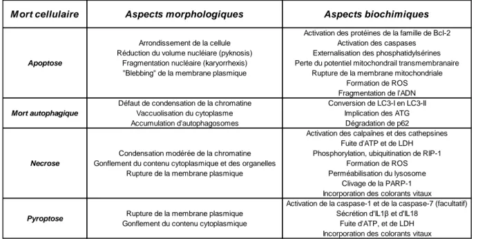 Figure  7 :  Tableau  récapitulatif  des  aspects  morphologiques  et  biochimiques  principaux  des  morts  cellulaires  conventionnelles  et  de  la  pyroptose  (adaptée  de  Kroemer  et  al,  2009  et  complétée)