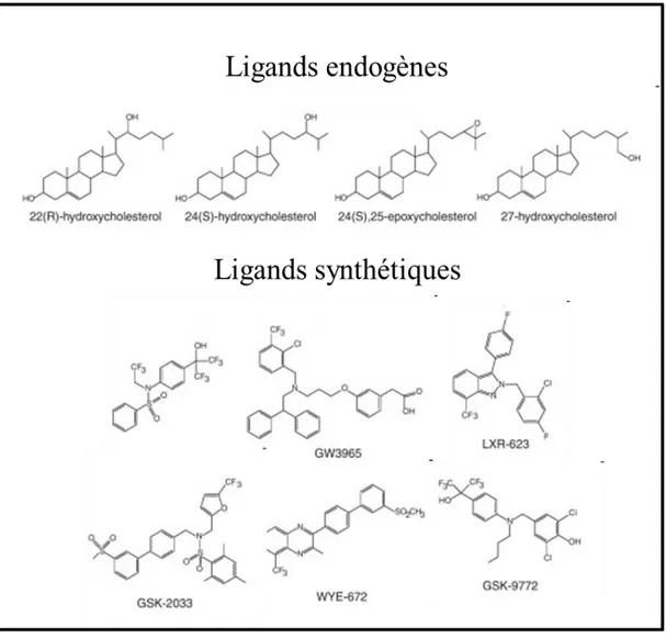 Figure 9 : Récapitulatif non exhaustif des ligands des LXRs : les ligands naturels appartenant à  la  famille  des  oxystérols  et  les  ligands  synthétiques