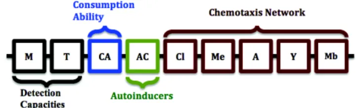 Fig. 1 The bacterium’s genome.