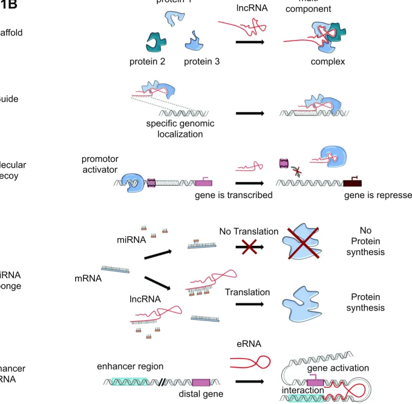 Fig. 1B  lncRNA  component  multi  complex protein 1 protein 2 protein 3  specific genomic  localization  promotor   activator 