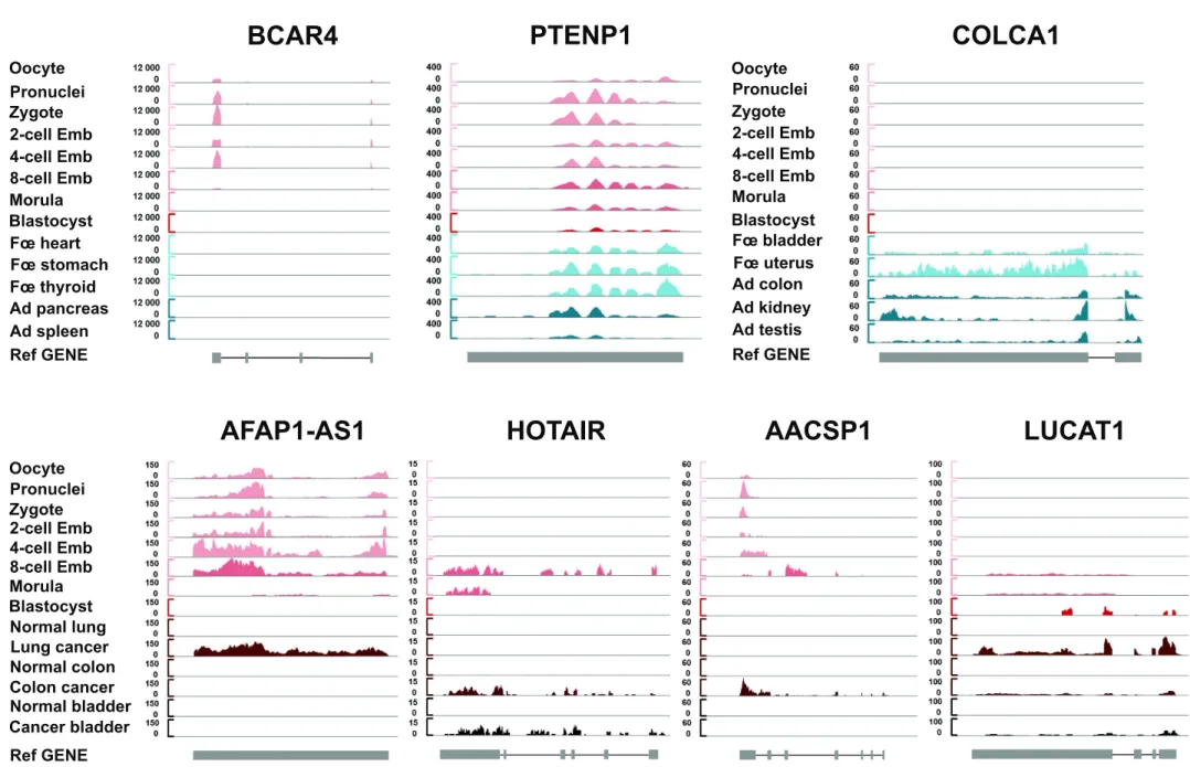 Fig. 2B  Ad testis  Blastocyst Morula 8-cell Emb 4-cell Emb 2-cell Emb Zygote Pronuclei Oocyte  Ref GENE  Fœ bladder Ad colon Ad kidney Fœ uterus Ad spleen Blastocyst Morula 8-cell Emb 4-cell Emb 2-cell Emb Zygote Pronuclei Oocyte Ref GENE Fœ heart Fœ thyr