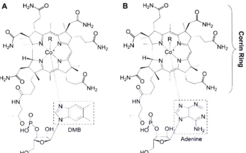 Figure 1.  Chemical  structures  of cobalamin  (A,  vitamin  B 12 ) and pseudocobalamin  (B,