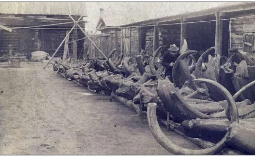 Figure 20. Commerce des défenses de mammouth à Iakoutsk,  deuxième moitié du XIX e  siècle