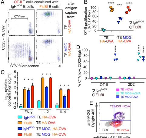 Fig. 4. Immunological sequelae of bystander antigen cocapture and presentation. (A) IgH MOG B cells or FluBI B cells were exposed to TE cells expressing either HA fused to the OT-II epitope (TE HA-OVA) or coexpressing both HA-OVA and MOG (TE MOG HA-OVA) fo