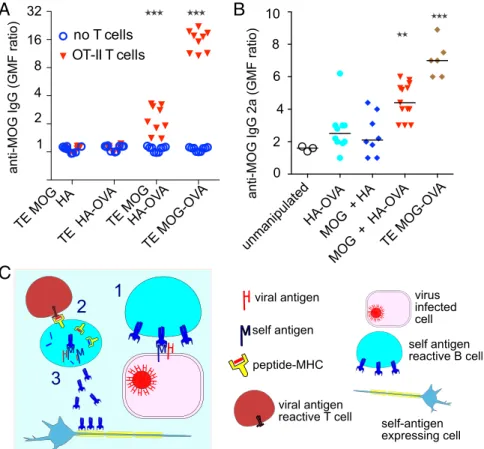 Fig. 5. Antibody production following cocapture- cocapture-dependent T-cell help. (A) MOG-specific IgH MOG B cells were exposed to adherent TE cells expressing MOG and HA separately, OVA alone, MOG and the  HA-OVA fusion, or MOG-HA-OVA fusion (TE MOG-HA-OV