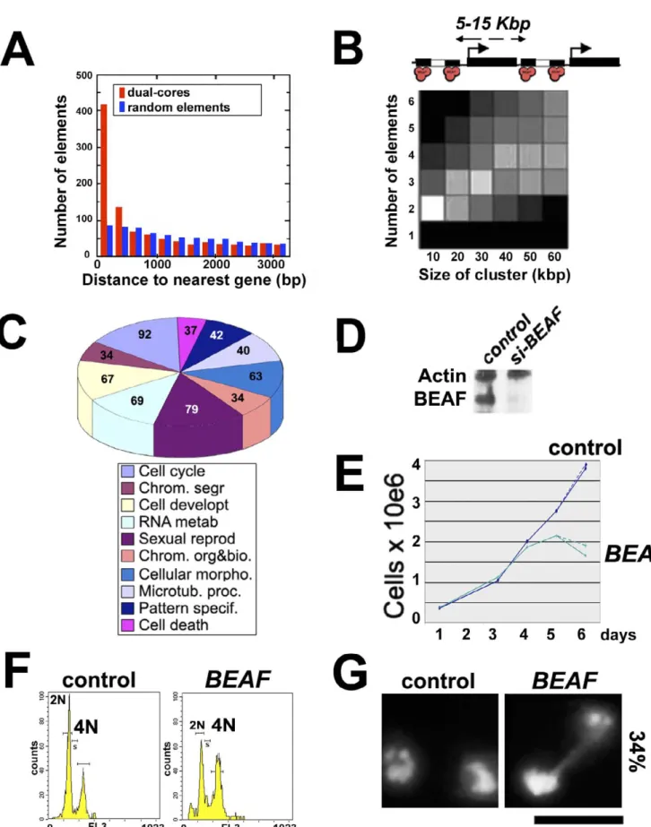 Figure 3. Genomic Features Associated with BEAF Dual-Cores