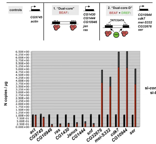 Figure 4. DREF Modulates the Activity of BEAF Dual-Cores Associated with Key Cell-Cycle Genes