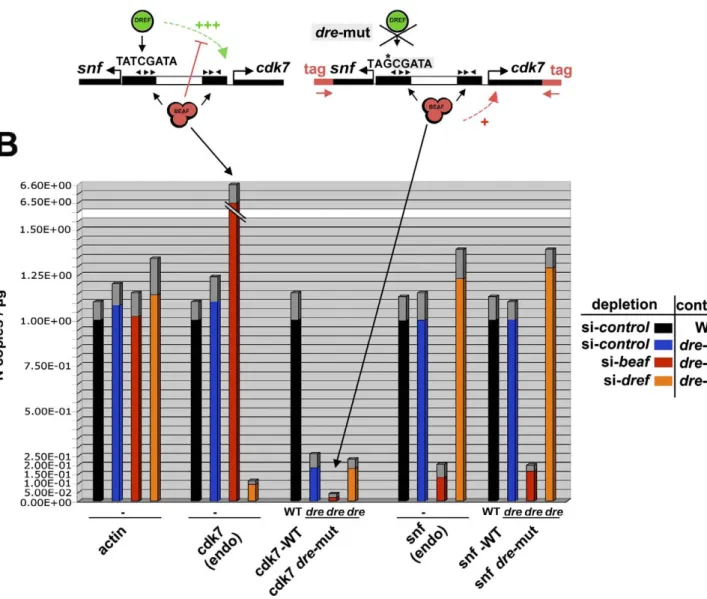 Figure 5. BEAF Dual-Cores Have a Positive Effect on Gene Expression Independent of DREF