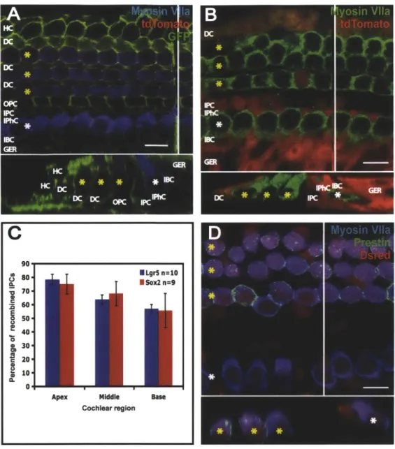 Figure 3.  Reporter expression  in Sox2, Lgr5 and Pou4f3 lineage  tracing