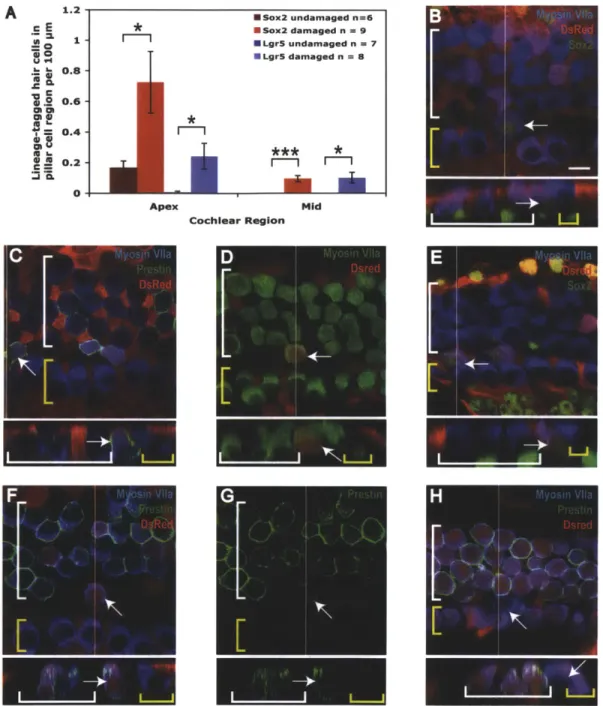 Figure 2.  New  hair cells  are generated  in the pillar cell  region  after gentamicin  damage (A)  The  number of lineage-tagged  hair cells in the pillar cell  region per  100  [tm in  undamaged  and damaged  controls  for Lgr5 (blue bars)  and Sox2  (r