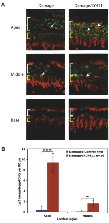 Figure 3.  Lgr5-positive  supporting treatment