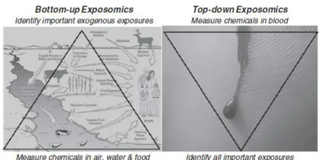 Figure 2  : Deux approches d’étude de l’exposome (d’après Rappapor t 2011). 