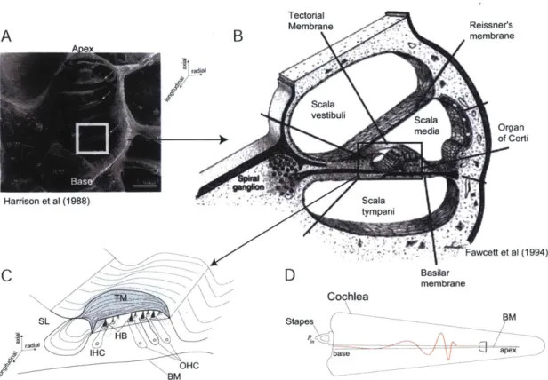 Figure  1-1:  (A)  The  turns  of  the  mammalian  inner  ear  (Image  froi  [51])  with  the base  and  apex  of  the  cochlea  labeled