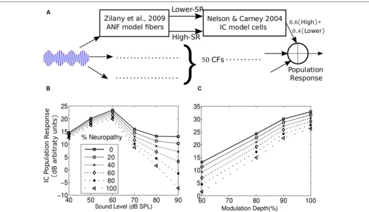 FIGURE 5 | (A) A parsimonious model of the population response of IC cells to envelope fluctuations