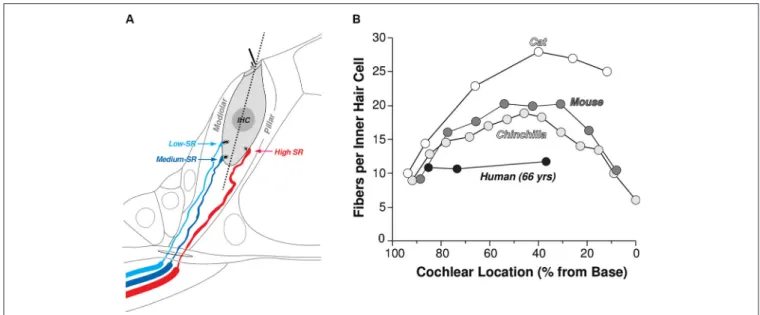 FIGURE 1 | Innervation of the IHCs by terminals of the cochlear nerve. (A) Schematic illustrating the spatial separation of the synaptic contacts of high- (SR > about 18 spikes/s) vs