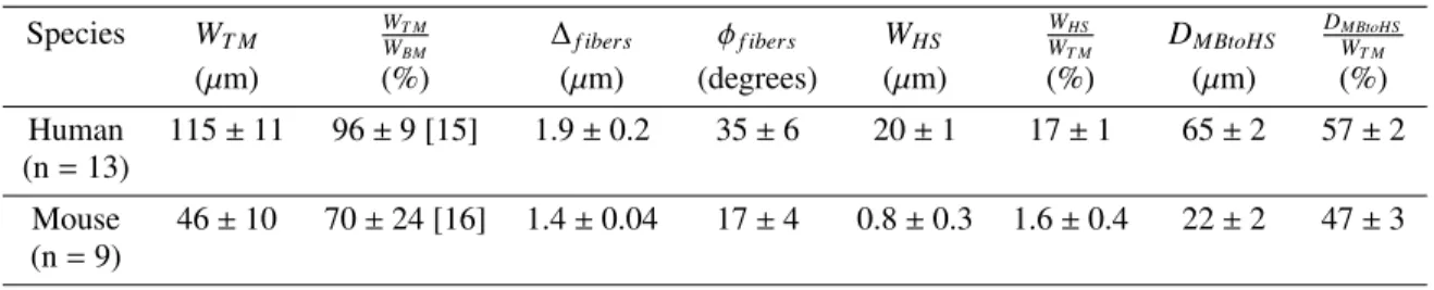 TABLE 1. W T M : width of the TM from the marginal band to the limbal edge, W W T M