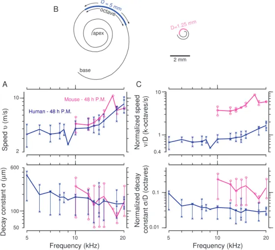 FIGURE 3. Human and mouse TM wave properties. (A) Schematic drawings of human and mouse cochlear spirals highlighting the distance over which frequency changes by a factor of two