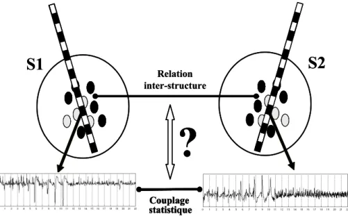 Fig.   1.3. Schéma général d'utilisation des méthodes de caractérisation des relations  fonctionnelles entre les différentes structures cérébrales à partir de la mesure du couplage  statistique entre les signaux qu’elles génèrent