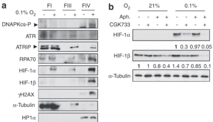 Figure 2. CGK733 inhibits hypoxic accumulation of HIF-1 subunits in a time- and dose-dependent manner