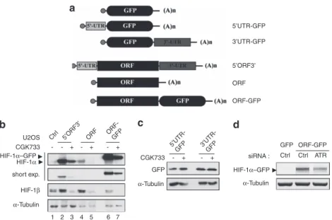 Figure 5. Translational regulation of HIF-1a by ATR involves elements located in the ORF region of HIF-1a mRNA