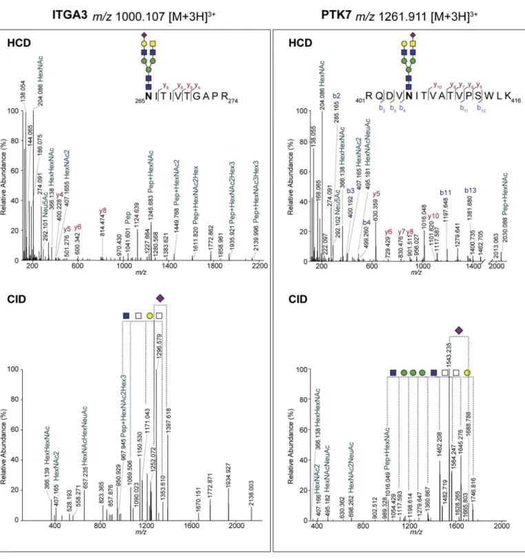 Fig. 3. N-glycosylated peptides of ITA3 and PTK7 carrying a LacdiNAc. Left panels: MS/MS spectra of the tryptic glycopeptide of ITA3 observed at m/z 1000.107 [M + 3H] 3+ 