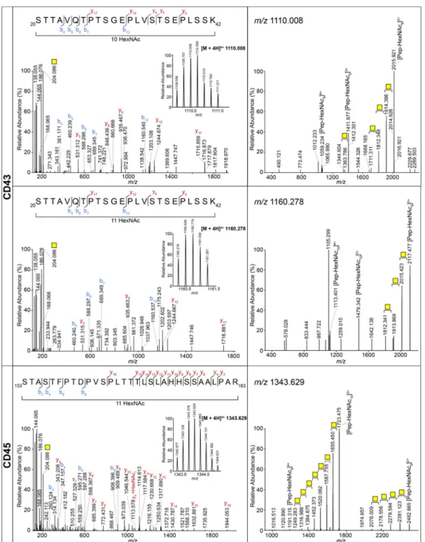 Figure 2. Highly O-glycosylated peptides of CD43 and CD45. MS/MS spectra of glycopeptides from CD43 carrying 10 and 11 GalNAcs and CD45 carrying 11 GalNAcs