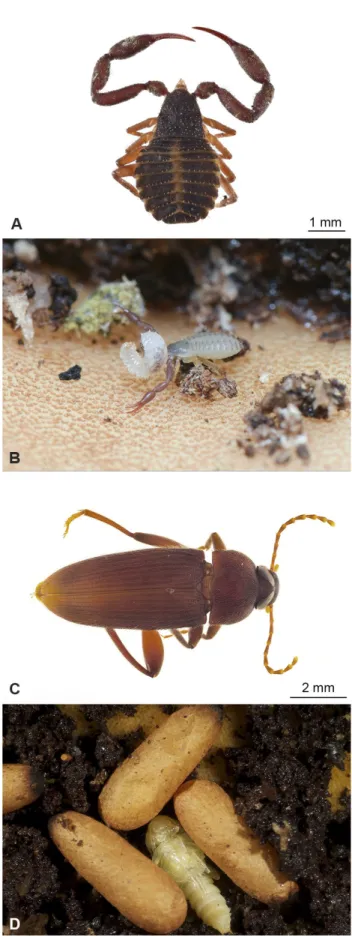 Fig. 5: Predatory myrmecophiles. (A) Chelodamus mexicolens  (Pseudoscorpiones: Chernetidae)