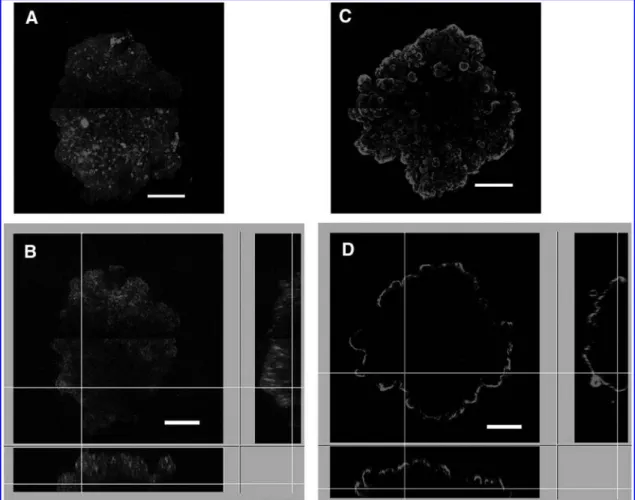 FIG. 4. Z-confocal projections and orthogonal cross sections exploration of spheroid penetrating skills of MUC1-aptamer and MUC1-antibody: z-confocal projection images with Cy3-MUC1 aptamer (A) and anti-MUC1 antibody revealed with Alexa555 secondary antibo