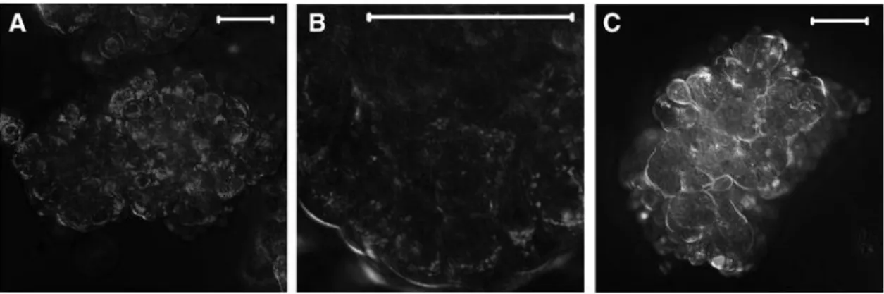 FIG. 5. Penetration depth and cellular localization of Cy3-MUC1 aptamer and primary labeled Dylight 488-MUC1 antibody on MCF-7 spheroids