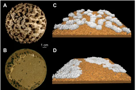 Fig. 4. Phenotypic plasticity of nest architecture in Lasius niger. (A,B) Under experimental conditions, ants build structures whose shape varies with environmental conditions, ranging from a large number of thin pillars and walls (A) to a small number of 