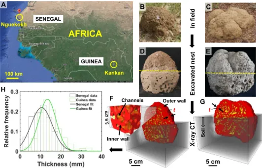 Fig. 1. Termite nest locations, excavation, and x-ray tomographic imaging. (A) Two sampling locations, Nguekokh (Senegal) and Kankan (Guinea) — marked by yellow circles, were selected for this study