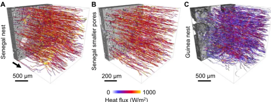 Fig. 5. Heat flux simulations. Heat flux streamlines colored by the magnitude of the heat flux obtained for an applied temperature gradient of 1 K/cm in the Senegal nest (A), smaller pores in the Senegal nest (SSc) (B), and the Guinea nest (C)