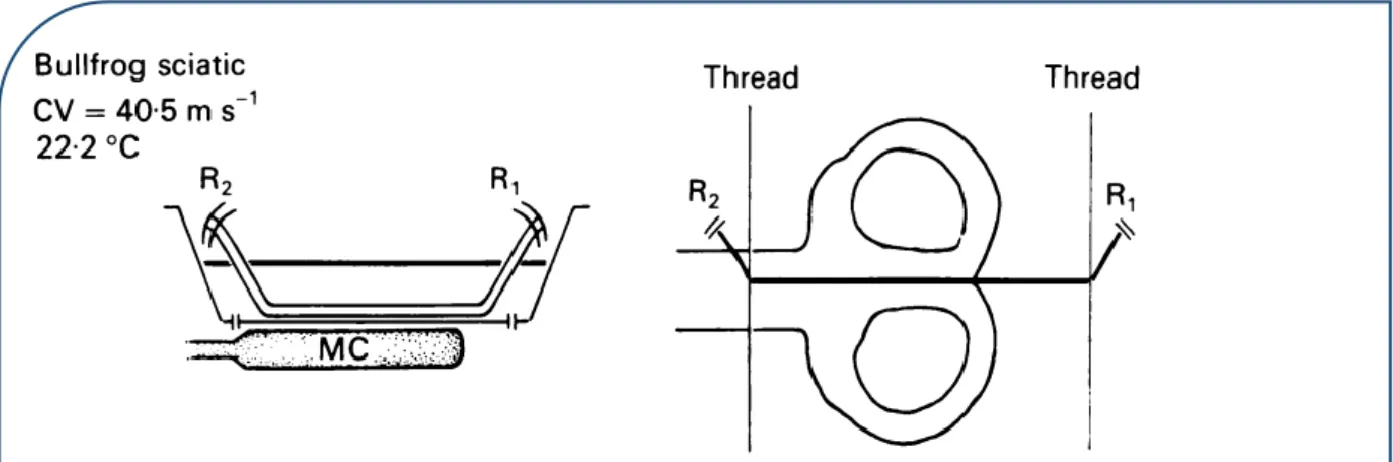 Figure 12 :  Dispositif pour observer l’effet du champ magnétique sur un axone. À gauche, vue latérale avec  un bac contenant : - un nerf dans une solution de Ringer ; - deux électrodes placées de part et d’autre du nerf (R1  et  R2)  ;  -  une  bobine  de