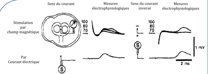 Figure  16  :  Enregistrement  de  l’activité  électrique  d’un  neurone  lors  d’une  impulsion  de  TMS  (en  haut,  activation  d’un  neurone  à  la  suite d’une  impulsion  en  fonction  de  l’intensité  du  champ  magnétique  ;  en bas,  absence d’act