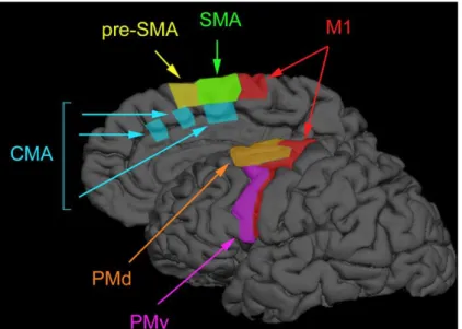 Figure 1-1 : Aires motrices du lobe frontal. 
